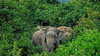 മൂന്നാറിൽ വീട്ടുമുറ്റത്ത് നിര്ത്തിയിട്ടിരുന്ന ഓട്ടോറിക്ഷ കാട്ടാന തകർത്തു