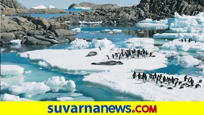 ಅಂಟಾರ್ಟಿಕ್ನಲ್ಲಿ ಪತ್ತೆಯಾಯ್ತು 5000 ವರ್ಷ ಹಳೆಯ ಪೆಂಗ್ವಿನ್ ಅವಶೇಷ