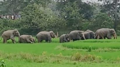 সাতসকালে ভরা বাজারে হাজির দলমা হাতির পাল, হুলুস্থুলকাণ্ড গিধনীতে