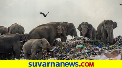 ಆಹಾರಕ್ಕಾಗಿ ಗಾರ್ಬೇಜ್ನಲ್ಲಿ ಅಲೆದಾಟ: ಪ್ಲಾಸ್ಟಿಕ್ ತಿಂತಿವೆ ಆನೆಗಳು..!