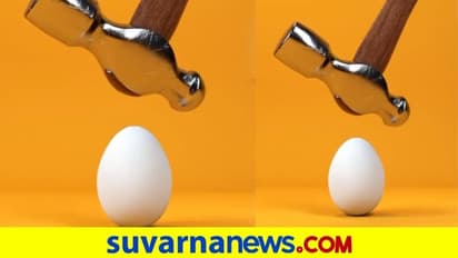 ಸುತ್ತಿಗೆಯಲ್ಲಿ ಹೊಡೆದ್ರೂ ಒಡೀತಿಲ್ಲ ಈ ಮೊಟ್ಟೆ, ಏನಿದರ ಮರ್ಮ..?