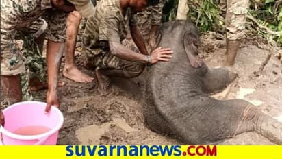 ಜನ್ಮ ಕೊಟ್ಟು ಬಿಟ್ಟು ಹೋದ ಆನೆ, ಕಣ್ಣೀರಿಡುತ್ತಲೇ ಬಿಡಾರಕ್ಕೆ ತೆರಳಿದ ಮರಿಯಾನೆ..!