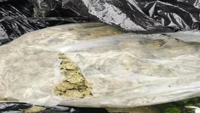 'എത്ര ഒളിപ്പിച്ചാലും, ഇത്തിരിയായാലും പിടിക്കും 'ലാറ', തൃശൂരിൽ നിർത്തിയിട്ട കാറിൽ നിന്നടക്കം കഞ്ചാവ് പിടിച്ചു