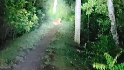 কুলতলিতে লোকালয়ে বাঘের হানা, আতঙ্কে আগুন জ্বালাচ্ছে এলাকাবাসী