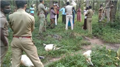 ആദിവാസികളുടെ ജീവിതമാര്ഗ്ഗങ്ങള് ഇല്ലാതാക്കി ചീയമ്പത്തെ കടുവ; പിടികൂടാതെ വനംവകുപ്പ്