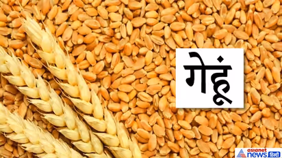 ज्योतिषीय उपाय: किस ग्रह का दोष दूर करने के लिए पक्षियों को कौन-सा अनाज डालना चाहिए?