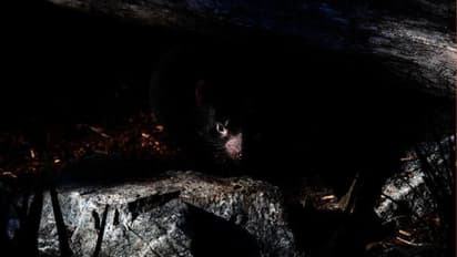 ടാസ്‌മാനിയന്‍ പിശാചുകളുടെ തിരിച്ചുവരവ്; 3000 വര്‍ഷത്തിന് ശേഷം.!