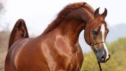 করোনা চিকিৎসায় এবার ভরসা ঘোড়া, সংগ্রহ করা অ্যান্টিব়ডি পরীক্ষার অপেক্ষায়