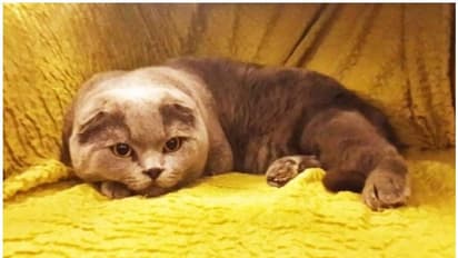 ഏതാഗ്രഹവും സാധിപ്പിച്ചു തരുന്ന പൂച്ച, വില 94 ലക്ഷം രൂപ, വിചിത്രമായ പരസ്യവുമായി സ്ത്രീ...