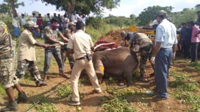 Karnataka to follow an ecologically sustainable model of disposing of elephant carcasses