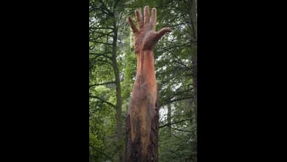 Fact Check: क्या कश्मीर में है ये हाथ की तरह दिखने वाला पेड़? जान लीजिए वायरल तस्वीर का सच