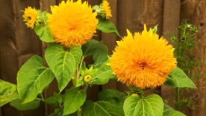 'ടെഡി ബിയര് സണ്ഫ്ളവര്' എന്ന ചെടിയെപ്പറ്റി കേട്ടിട്ടുണ്ടോ?