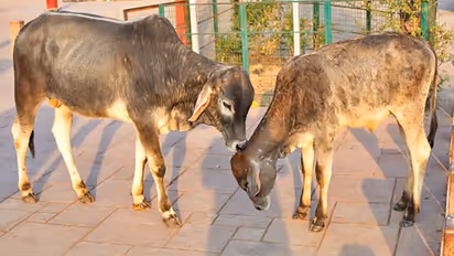 पहल: यूपी में गोबर बना रोजगार का जरिया