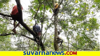 ಬೃಹತ್ ಮರವೇರಿದರೆ ಮಕ್ಕಳು : ಆನ್ಲೈನ್ ಕ್ಲಾಸ್ಗೆ ನೆಟ್ವರ್ಕ್ ಹುಡುಕಾಟ