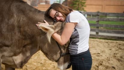 പശുവിനെ ആലിംഗനം ചെയ്യുമ്പോള് സമ്മര്ദ്ദം കുറയും? പ്രചാരം നേടുന്ന പുതിയ തെറാപ്പി