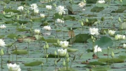 করোনা আতঙ্কে বিদেশে রপ্তানিকে ঘিরে অনিশ্চয়তা, সংকটে বাঁকুড়ার পদ্মচাষিরা