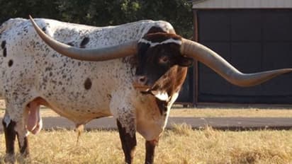 ഇത് കാളക്കൂറ്റന് ടഫ് ചെക്സ്; ലോക റെക്കോഡിന് ഉടമ.!