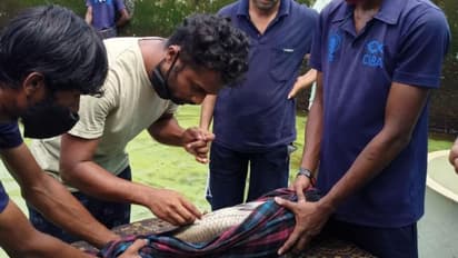 മത്സ്യമേഖലയിലെ രാജ്യത്തെ ആദ്യ സ്റ്റാർട്ടപ്പ്; പിന്തുണയുമായി 'സിബ'