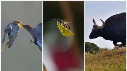 വനം വകുപ്പ് ഫോട്ടോഗ്രഫി അവാര്ഡ് വിവാദം; മറുപടിയുമായി ജൂറി