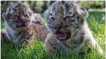 പൂച്ചക്കുഞ്ഞിന് ഓര്‍ഡര്‍ ചെയ്തു, കിട്ടിയത് കടുവക്കുഞ്ഞ്; 'പുലിവാല്' പിടിച്ച് ദമ്പതികള്‍