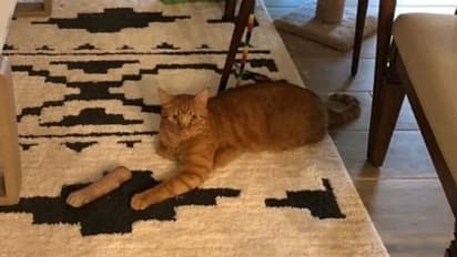 'ഷോക്കിംഗ്'; പക്ഷേ രണ്ടാമതൊരിക്കല്‍ നോക്കിയാലേ സംഗതി മനസിലാകൂ...