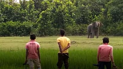 সবুজে ঘেরা জঙ্গলের মাঝে দুটি হাতির লড়াই, বিরল দৃশ্য দেখে হতবাক গ্রামবাসীরা