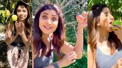 മണാലിയിലെ മനോഹരമായ ആപ്പിള്‍ തോട്ടത്തില്‍ ശില്‍പ ഷെട്ടി! വീഡിയോ