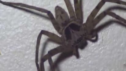 ಆನ್‌ಲೈನ್ ಪಾರ್ಸಲ್ ತೆಗೆದು ನೋಡಿದ ದಂಪತಿ ಹೌಹಾರಿದ್ದರು!