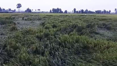 186 మండలాల్లో పంట నష్టం: ఏపీకి త్వరలో కేంద్ర బృందం