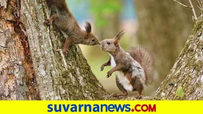 ಇದು ಭಾರತೀಯ ಯುವ ಮನಸ್ಸುಗಳ ಪೇಚಾಟ