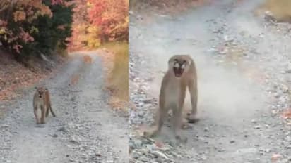 മലഞ്ചെരിവില് നടക്കാനിറങ്ങി; തിരിഞ്ഞു നോക്കിയപ്പോള് യുവാവ് കണ്ടത്!