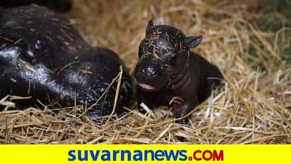 ಫ್ರ್ಯಾಂಕ್ಲಿನ್ ಪಾರ್ಕ್ ಜೂಗೆ ಹೊಸ ಅತಿಥಿ, ಸಿಬ್ಬಂದಿ ಫುಲ್ ಖುಷ್!