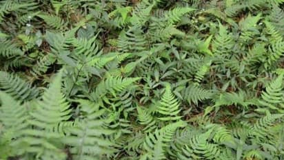 ലേഡി ഫേണ് അഥവാ ഫേണ് വുമണ്; പൂക്കളുണ്ടാകാത്ത പന്നല്ച്ചെടി