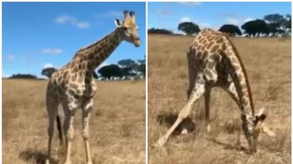 'ചുമ്മാതല്ല, ഈ വീഡിയോ വെെറലായത്, കണ്ടവർ പറയുന്നു' ; പുല്ല് തിന്നുന്ന ജിറാഫിന്റെ വീഡിയോ കാണാം