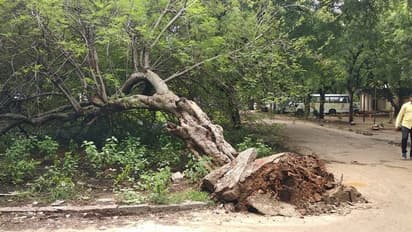 ಕೊಪ್ಪಳದಲ್ಲಿ ವರುಣನ ಅವಕೃಪೆ: ಮಳೆರಾಯನ ಆರ್ಭಟಕ್ಕೆ ಬದುಕು ತತ್ತರ, ಸಂಕಷ್ಟದಲ್ಲಿ ಜನತೆ