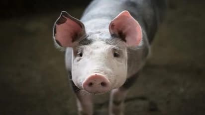 ஆப்ரிக்கன் வைரஸ் தொற்று கண்டறியப்பட்ட 63 பன்றிகள் விஷ ஊசி போட்டு அழிப்பு