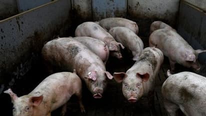 ആഫ്രിക്കൻ പന്നിപ്പനി: വയനാട്ടിൽ പന്നികളെ ഇന്ന് മുതൽ കൊന്ന് തുടങ്ങും