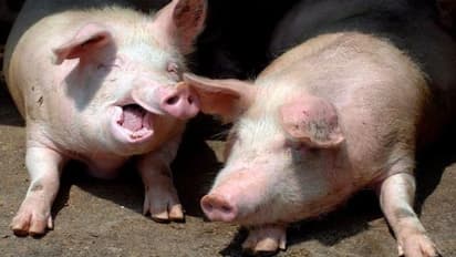 വിലക്ക് ലംഘിച്ച് കേരളത്തിലേക്ക് അനധികൃതമായി പന്നിയിറച്ചി കടത്തി; തടഞ്ഞ് പിഗ് ഫാർമേഴ്സ് അസോസിയേഷന്‍