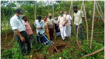 മരച്ചീനി വിളവെടുപ്പിന് ഇനി യന്ത്രം; കര്ഷകര്ക്ക് ആശ്വാസം