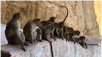 ചൈനയില്‍ മങ്കി ബി വൈറസ് ബാധയേറ്റ് മരണം സ്ഥിരീകരിച്ചു; ആശങ്ക വേണ്ടെന്ന് വിദഗ്ധര്‍