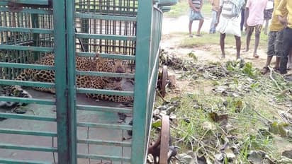 ಗಂಗಾವತಿ: ಪ್ರವಾಸಿಗರ ಮೇಲೆ ದಾಳಿ ನಡೆಸಿದ್ದ ಚಿರತೆ ಸೆರೆ, ಒಂದೇ ವಾರದಲ್ಲಿ ಮೂರನೇ ಬಾರಿ ಪ್ರತ್ಯಕ್ಷ