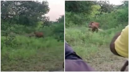 സിംഹത്തിന്റെ വേട്ട ലൈവായി കാണുവാന് യുവാക്കള് ചെയ്തത് 'കൊടുംപാതകം'; രോഷം ആളുന്നു.!