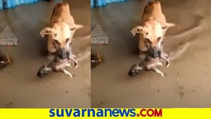 ಪ್ರವಾಹದಿಂದ ತನ್ನ ಮರಿ ರಕ್ಷಿಸಿದ ಶ್ವಾನ