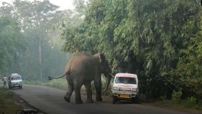 ব্যস্ত রাস্তায় দলছুট হাতির 'দাদাগিরি', তাড়া খেয়ে জখম ১, প্রাণরক্ষা অ্যাম্বুল্যান্স চালকের