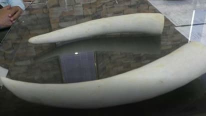 ആനക്കൊമ്പ് കടത്ത്; മലയാളികളടക്കം എട്ടംഗ സംഘം കൊഡൈക്കനാലിൽ പിടിയിൽ