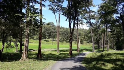 പകല് പോലും യാത്ര ഭീതിയോടെ, പതിയിരിക്കുന്ന അപകടം; വന്യമൃഗങ്ങളെ പേടിച്ച് ചേകാടിയിലെ ജനത