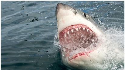 ಪ್ರವಾಸದ ಖುಷಿಯಲ್ಲಿದ್ದ ವ್ಯಕ್ತಿಯ ಹೊತ್ತೊಯ್ದ ಶಾರ್ಕ್