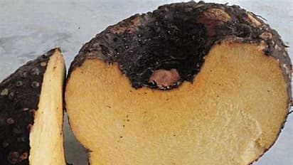 अगर हैं ब्लड शुगर के मरीज तो सूरन कर सकता है कंट्रोल, जरूर करें सेवन