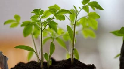 ഈ ഇനങ്ങള് വളര്ത്തി നോക്കൂ, ആവശ്യത്തിനുള്ള തക്കാളികള് വീട്ടില്ത്തന്നെ വിളവെടുക്കാം