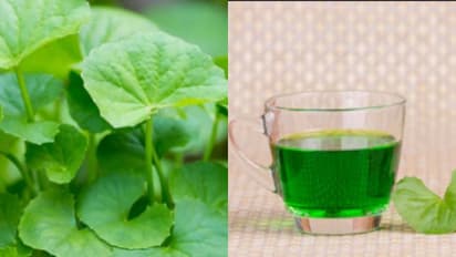 এই ভেষজ উপাদানেই রয়েছে সারাজীবন যৌবন ধরে রাখার বিশেষ ক্ষমতা, পাতে রাখুন প্রতিদিন
